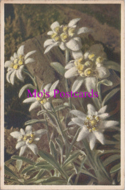 Flowers Postcard - Edelweiss  HM85