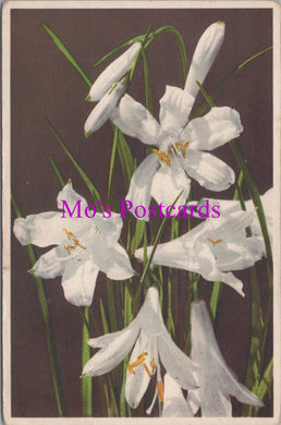 Flowers Postcard - Alpen Lilie, Paradies Lilie  HM86