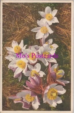 Flowers Postcard - Mountain Anemone  HM87