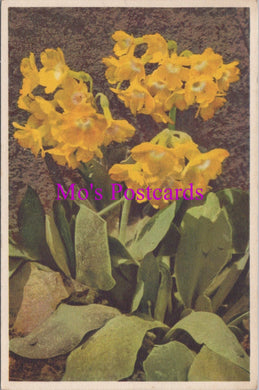 Flowers Postcard - Primula Auricula, Felsenaurikel   HM88