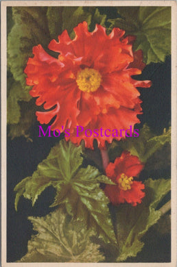 Flowers Postcard - Begonia   HM89