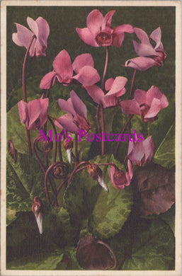 Flowers Postcard - Cyclamen Europaeum   HM90