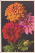 Load image into Gallery viewer, Flowers Postcard - Dahlia Variabilis   HM91
