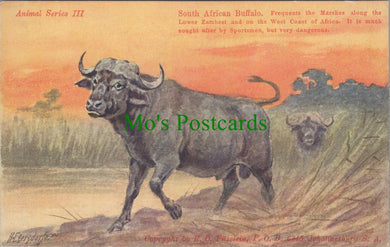 Animal Postcard - South African Buffalo  SW13970