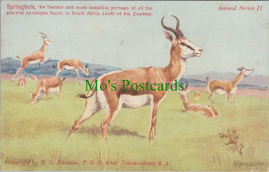 Animal Postcard - Springboks, South Africa   SW13991