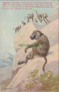 Animal Postcard - Baboon, Monkeys, South Africa  SW13998