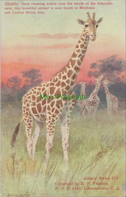 Animal Postcard - Giraffe, South Africa  SW13999