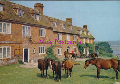 Hampshire Postcard - Bucklers Hard, New Forest Ponies  SW15494