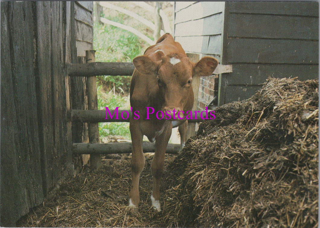 Animals Postcard - Hampshire Farm Museum Calf   SW15528