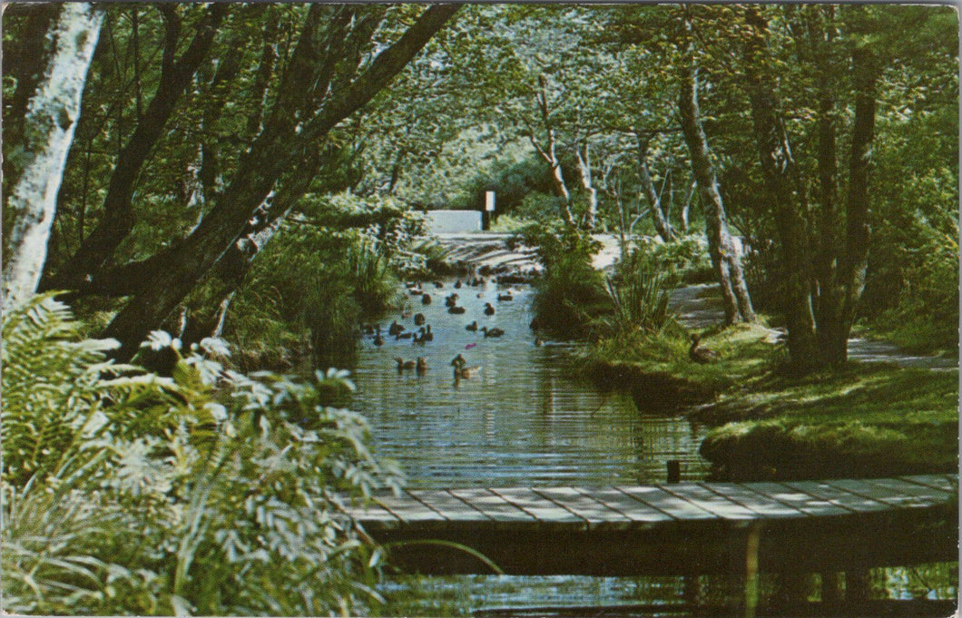 America Postcard - East Hampton, Long Island, New York  SW16535