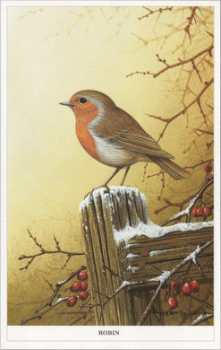 Animals Postcard - Birds. The Friendly Robin   SW16555