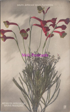 Nature Postcard - South African Wild Flowers  SW14661