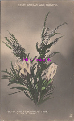 Nature Postcard - South African Wild Flowers  SW14662