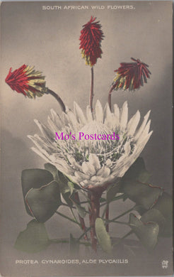 Nature Postcard - South African Wild Flowers  SW14664