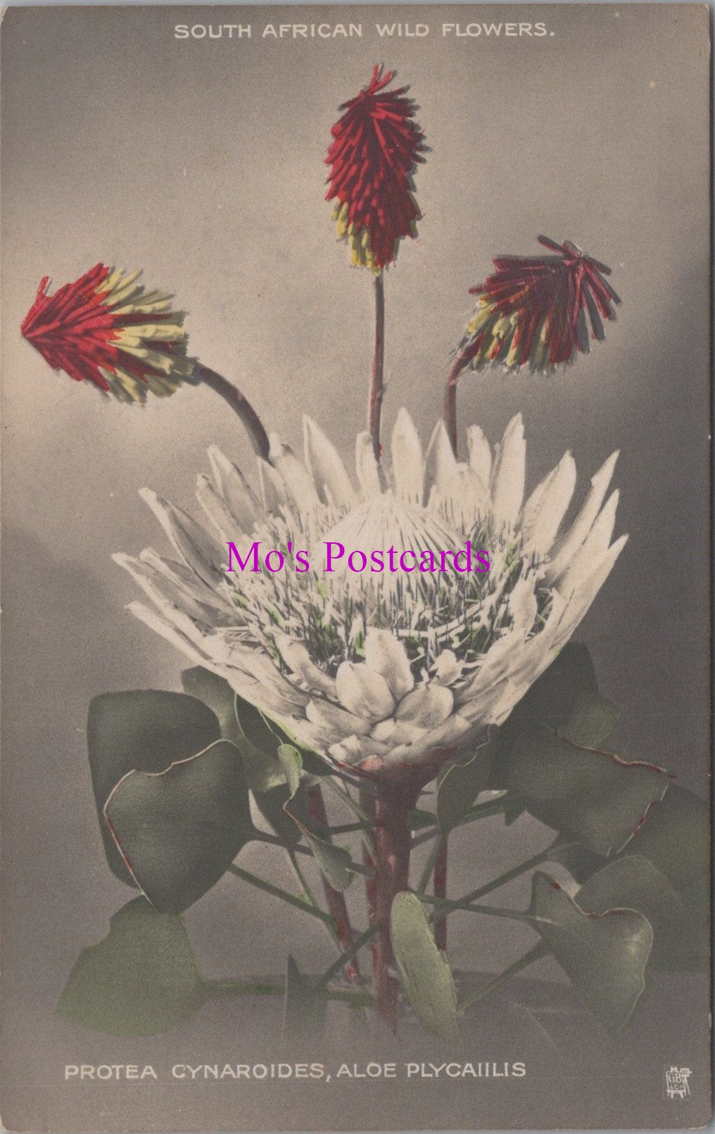 Nature Postcard - South African Wild Flowers  SW14664