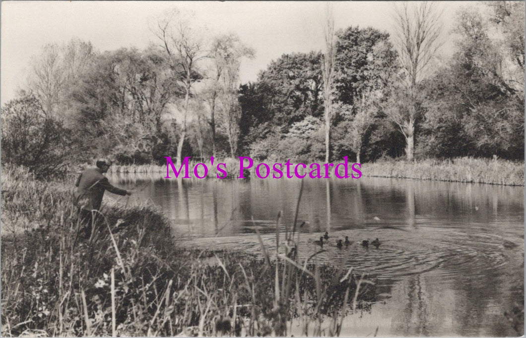 Sussex Postcard - The Lake, Woods Mill, Henfield   DZ190