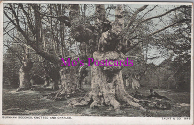 Buckinghamshire Postcard - Burnham Beeches, Knotted and Gnarled Trees   SW14871