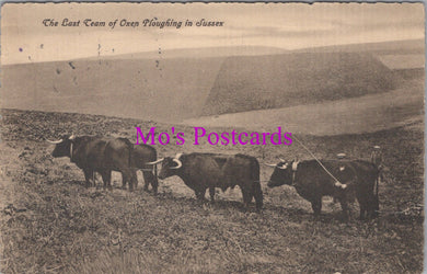 Sussex Postcard - The Last Team of Oxen Ploughing SW14878