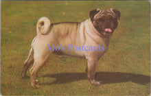 Load image into Gallery viewer, Animals Postcard - Pet Dogs - A Pug   DZ73
