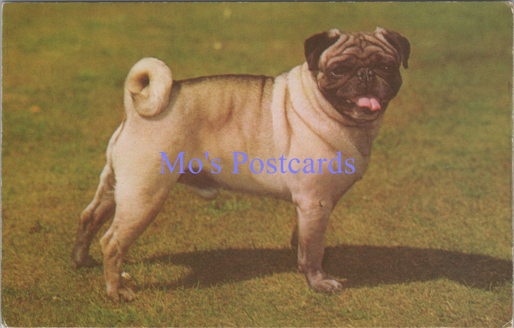 Animals Postcard - Pet Dogs - A Pug   DZ73
