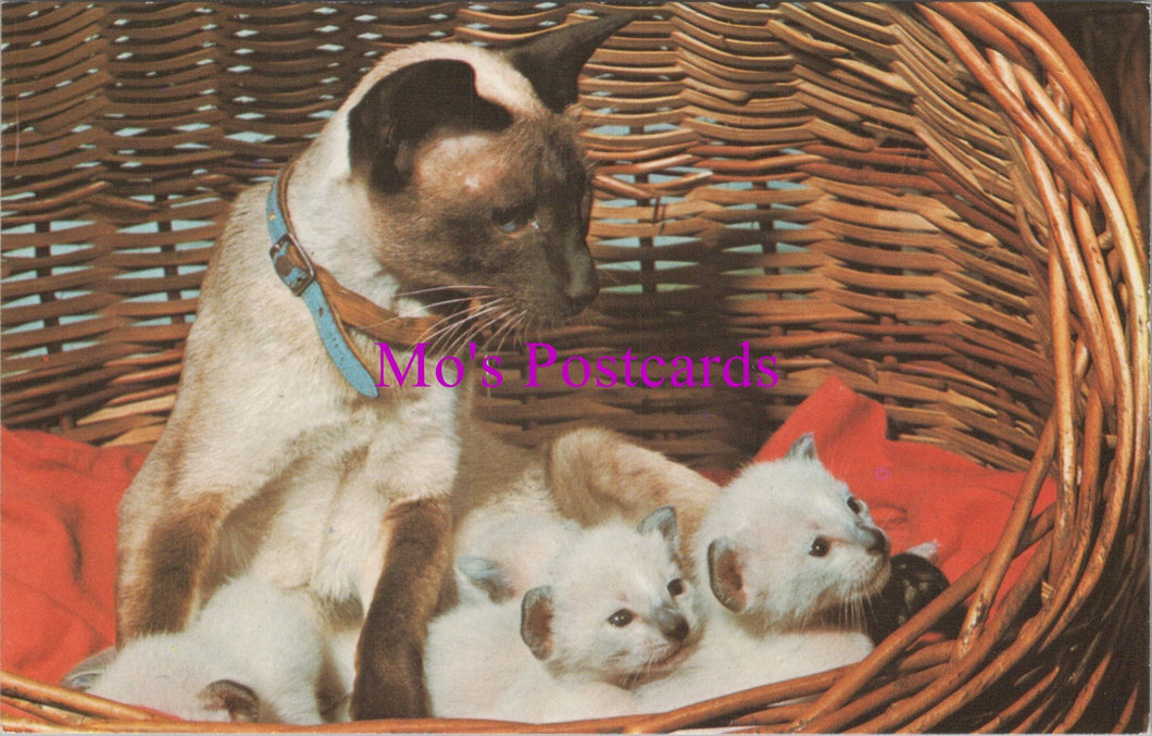 Animals Postcard - Cat and Kittens in a Basket SW15137