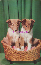 Load image into Gallery viewer, Animals Postcard - Two Cute Dogs Sat in a Basket SW15145
