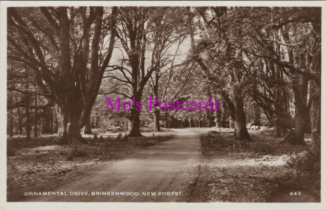 Hampshire Postcard - New Forest, Ornamental Drive, Brinkenwood  SW15194