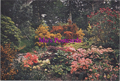 Scotland Postcard - Inverewe Garden, Wester Ross  SW16419