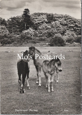 Animals Postcard - Dartmoor Ponies  SW16610