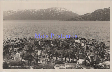 Norway Postcard - Reindeer at Grotli - Rensdyr Ved Grotli  DC1878