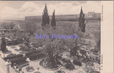 Israel Postcard - Jerusalem, Flortus Gethsemani  DC2205