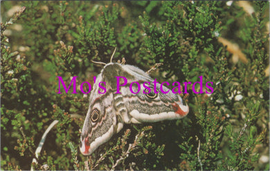 Animals Postcard - The Emperor Moth   DZ39
