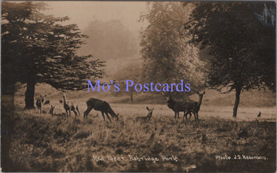 Hertfordshire Postcard - Red Deer in Ashridge Park   SW13815