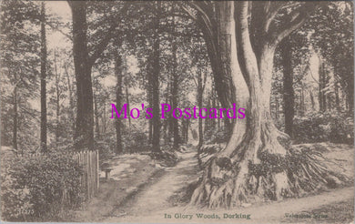 Surrey Postcard - Dorking. In Glory Woods   SW14164