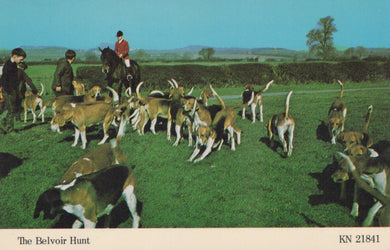 Hounds and riders from The Belvoir Hunt on a grassy field with hedges and blue sky.