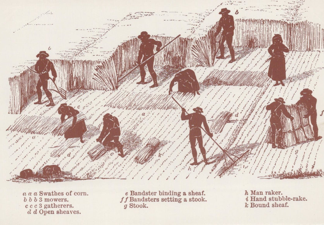 Agriculture Postcard - Victorian Farming, Mowing Corn With a Scythe VT578
