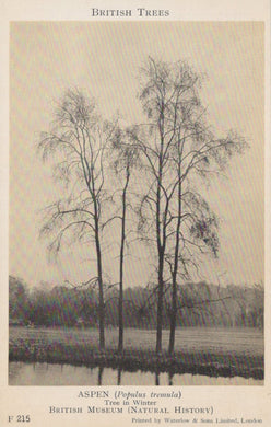 Illustration of three bare trees by a body of water with text about British trees.