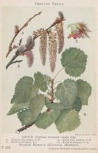 Load image into Gallery viewer, Illustration of an aspen tree with labeled parts on a light background
