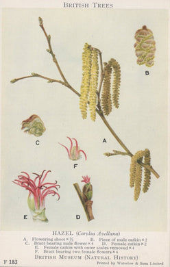Illustration of hazel tree parts including flowers and catkins, labeled with British Museum reference.