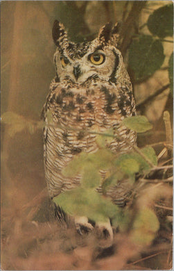 Animals Postcard - Birds, Eagle Owl, Cricket St Thomas Wildlife Park SW17005