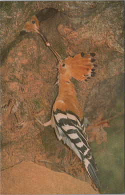 Animals Postcard - Birds, Hoopoe, Native of Southern Europe   SW17006