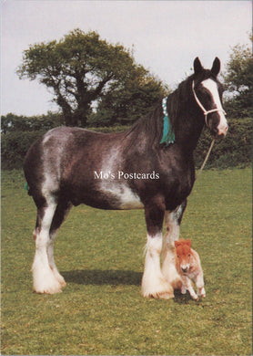 Animals Postcard - Brickfields Horsecountry, Binstead, Isle of Wight SX365