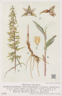 Illustration of British orchids, specifically the purple-washed helleborine, with labeled parts.