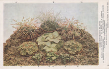Load image into Gallery viewer, Illustration of various succulent plants on a textured surface
