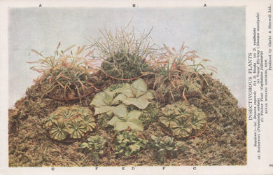 Illustration of various succulent plants on a textured surface