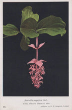 Load image into Gallery viewer, Vintage botanical illustration of a pink flower with green leaves on a black background
