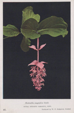 Vintage botanical illustration of a pink flower with green leaves on a black background