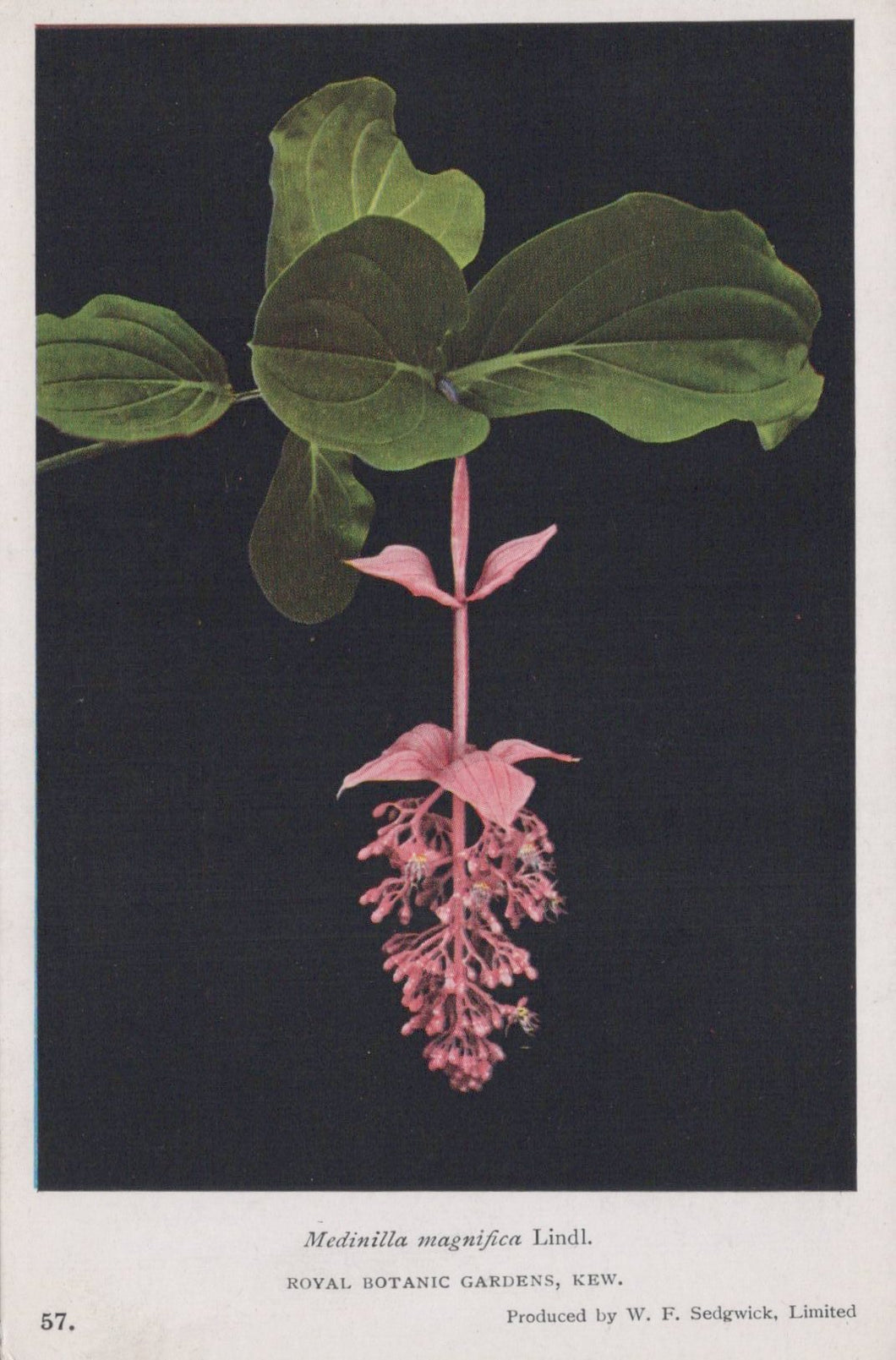 Vintage botanical illustration of a pink flower with green leaves on a black background