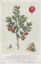 Load image into Gallery viewer, Illustration of a plant with red berries and detailed botanical features, labeled &#39;Common Butcher&#39;s Broom&#39; from the British Museum.
