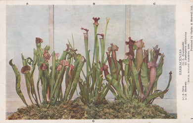 Illustration of carnivorous plants with labeled sections A, B, and C on a textured background.
